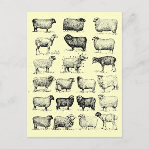 Vintage Sheep Postcard