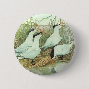 Vintage Shorebirds in a Marsh by Louis Fuertes 2 Inch Round Button