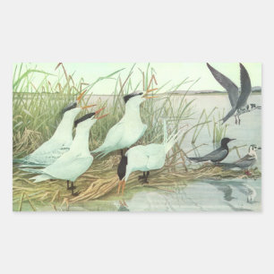 Vintage Shorebirds in a Marsh by Louis Fuertes Sticker