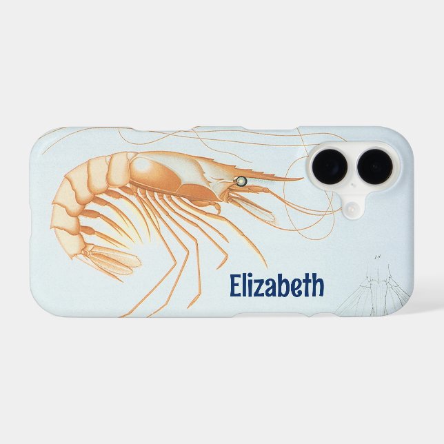 Vintage Shrimp, Marine Life Ocean Animals Anatomy (Back (Horizontal))