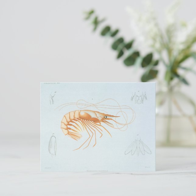 Vintage Shrimp, Marine Life Ocean Animals Anatomy Invitation (Standing Front)