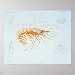 Vintage Shrimp, Marine Life Ocean Animals Anatomy Poster