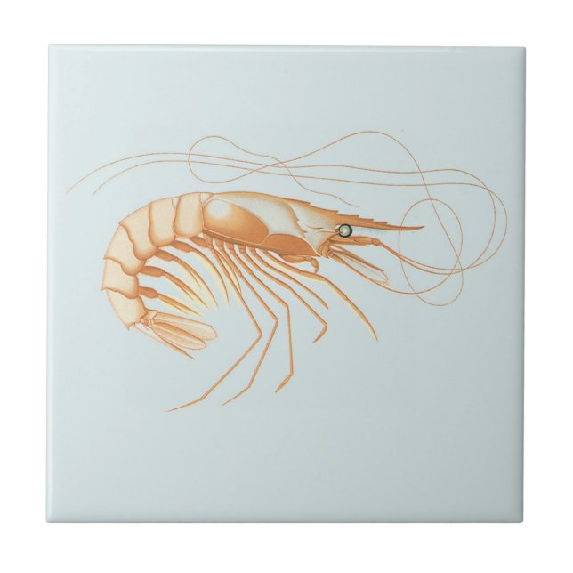 Vintage Shrimp, Marine Life Ocean Animals Anatomy Tile (Front)