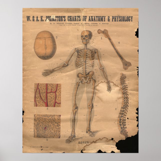 Vintage Skeletal Bones Anatomy Chart 1906 (Front)