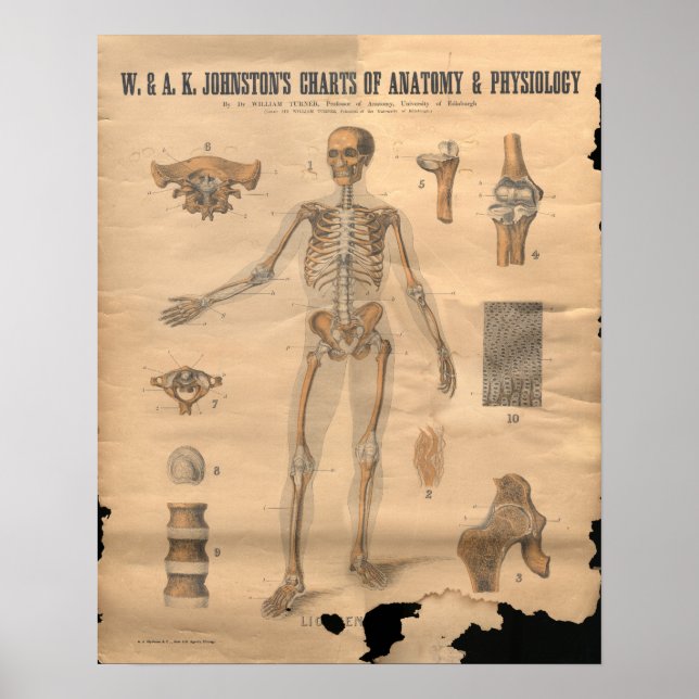 Vintage Skeletal Bones Anatomy Chart 1906 (Front)