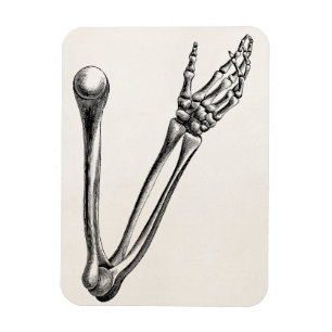 Vintage Skeleton Arm Bone Personalized Retro Bones Magnet