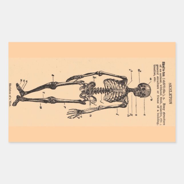 Vintage Skeleton Definition Sticker (Front)