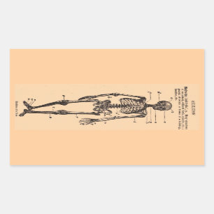 Vintage Skeleton Definition Sticker