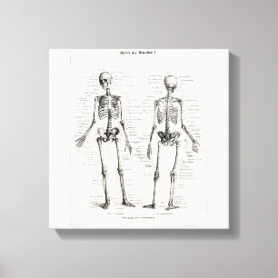 Vintage Skeleton Human Anatomy Bone Bones Skull Canvas Print
