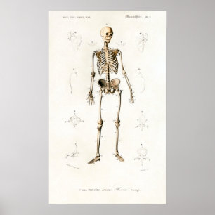 Vintage Skeleton Human Anatomy Chart