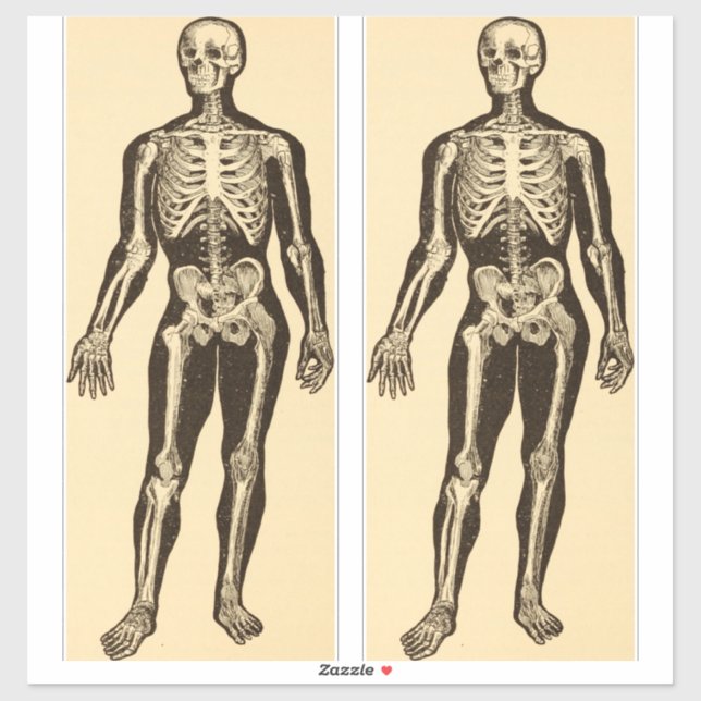 Vintage skeleton illustration aged whimsical  (Sheet)