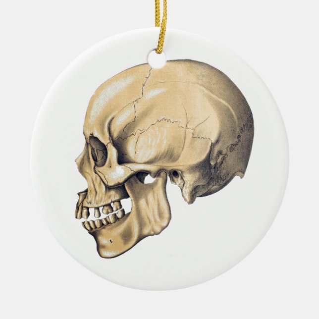 Vintage Skull Anatomy Illustration Ceramic Ornament (Front)