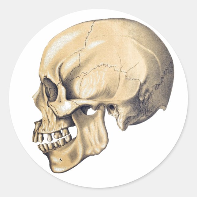Vintage Skull Anatomy Illustration Classic Round Sticker (Front)