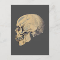 Vintage Skull Anatomy Illustration