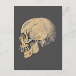 Vintage Skull Anatomy Illustration Postcard