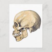 Vintage Skull Anatomy Illustration