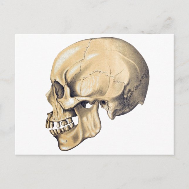 Vintage Skull Anatomy Illustration Postcard (Front)
