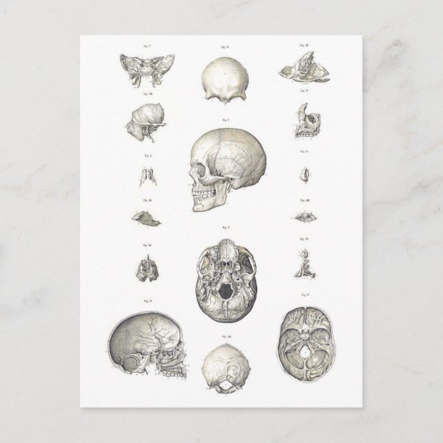 Vintage Skull and Bones Anatomy Postcard (Front)
