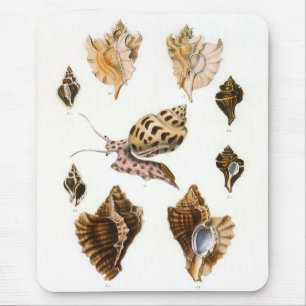 Vintage Snails and Mollusks, Marine Life Organisms Mouse Pad