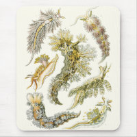 Vintage Snails and Sea Slugs by Ernst Haeckel