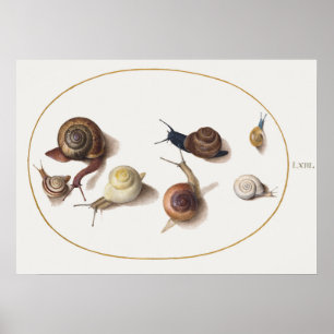 Vintage Snails Poster