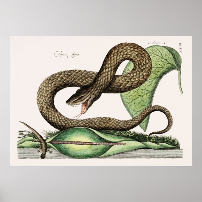 Vintage Snake Illustration Poster (Front)