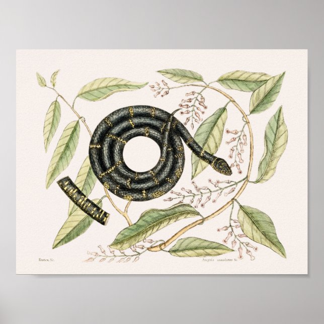 Vintage Snake Illustration Poster (Front)