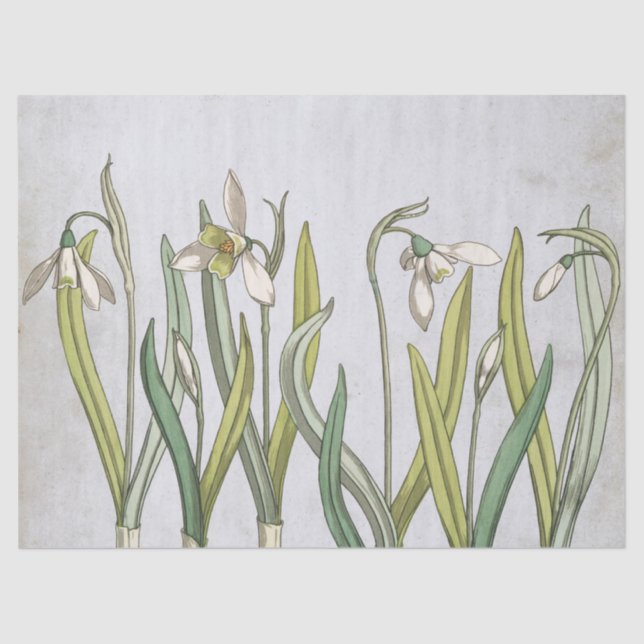 Vintage Snowdrop Flower Blue Parchment Spring Tissue Paper (Front)