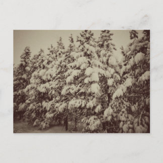 Vintage Snowscape, Conifer, CO Postcard