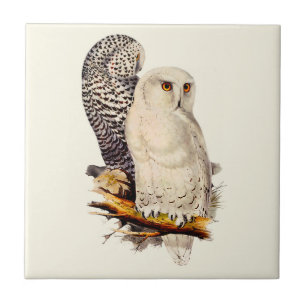 Vintage Snowy Owl Drawing Tile