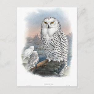 Vintage Snowy Owl Gould  Postcard