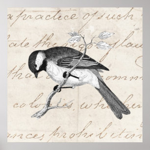 Vintage Song Bird Illustration - 1800's Birds Tex Poster