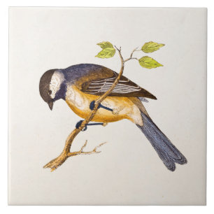 Vintage Song Bird Illustration - 1800's Birds Tile