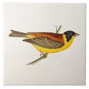 Vintage Song Bird Illustration - 1800's Birds Tile