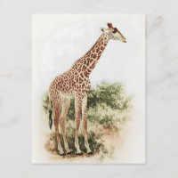 Vintage South African Giraffe Meadow