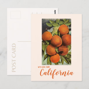Vintage Southern California Oranges Postcard