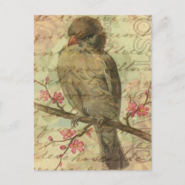 Vintage Sparrow Postcard (Front)