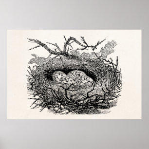 Vintage Speckled Eggs Bird Nest Personalized Birds Poster