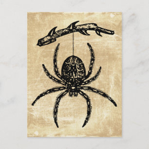 Vintage Spider Hanging From Branch Postcard