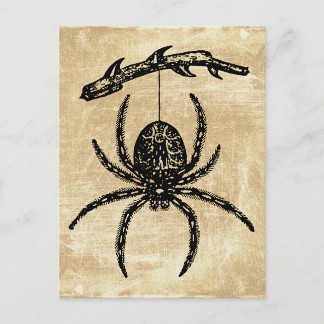 Vintage Spider Hanging From Branch Postcard (Front)
