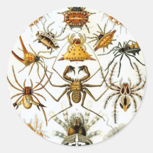 Vintage Spiders or Arachnids by Ernst Haeckel Classic Round Sticker