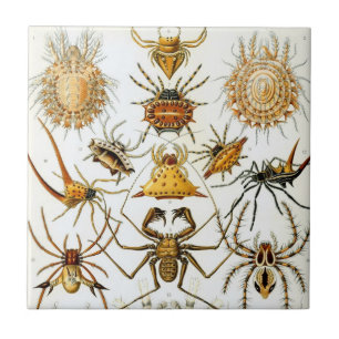 Vintage Spiders or Arachnids by Ernst Haeckel Tile