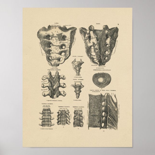 Vintage Spinal Bones 1880 Print (Front)