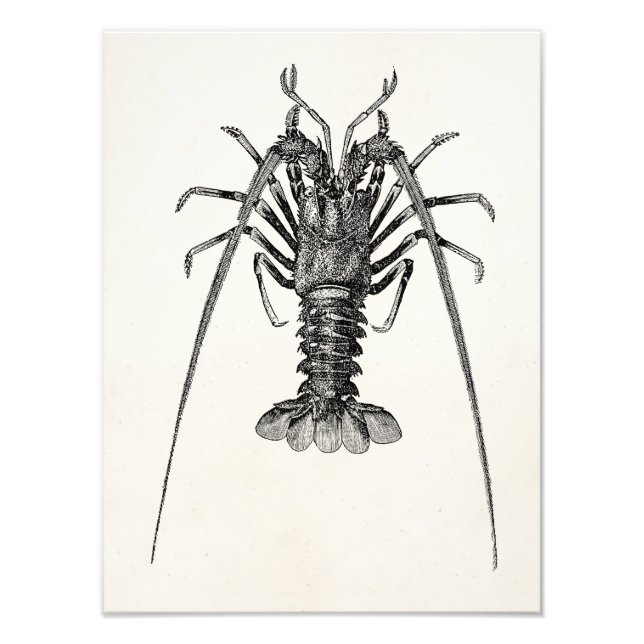 Vintage Spiny Lobster Personalized Template Photo Print (Front)