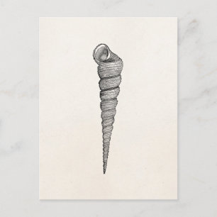 Vintage Spiral Seashell Antique Shells Parchment Postcard
