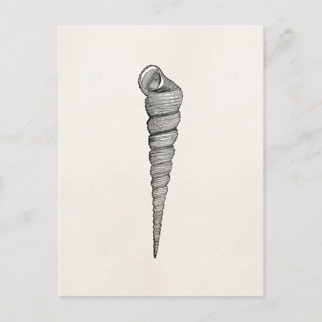 Vintage Spiral Seashell Antique Shells Parchment Postcard (Front)