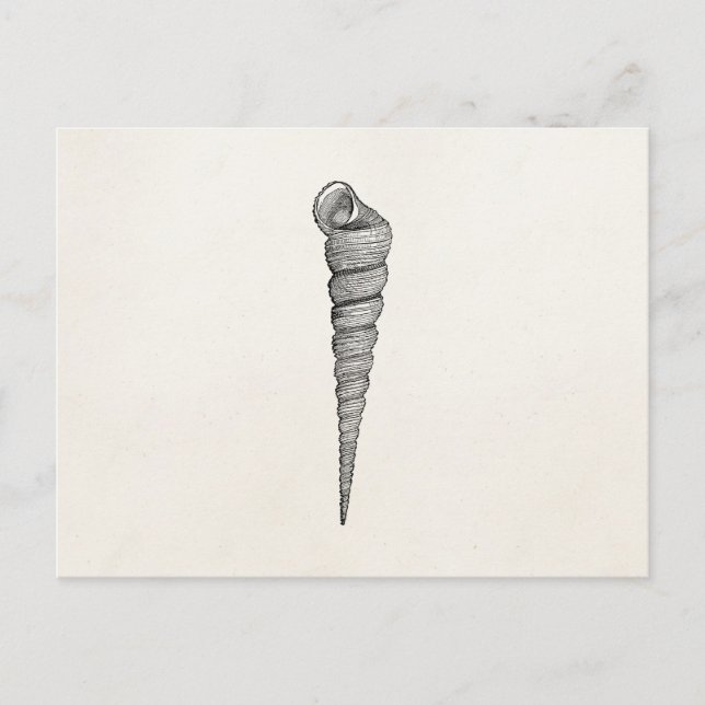 Vintage Spiral Seashell Antique Shells Parchment Postcard (Front)