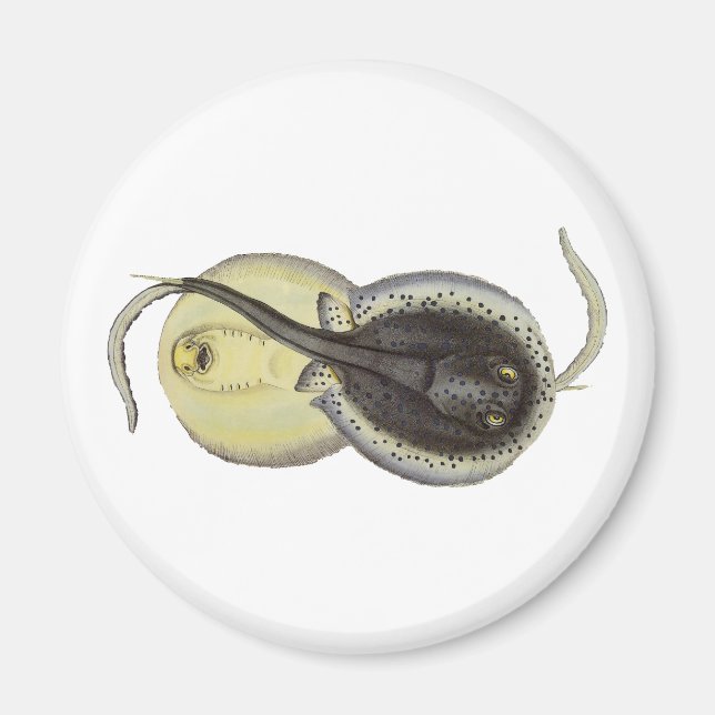 Vintage Spotted Stingrays, Marine Ocean Animals Magnet (Front)