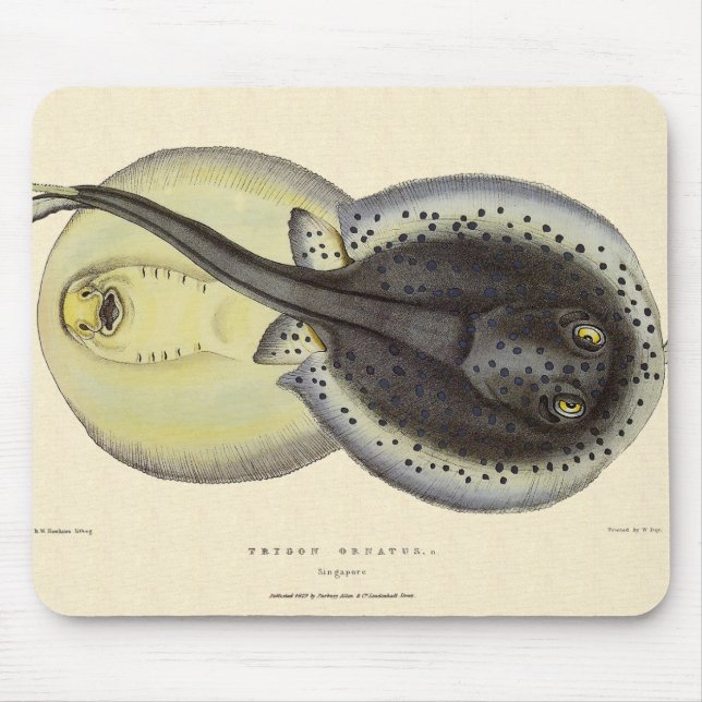 Vintage Spotted Stingrays, Marine Ocean Animals Mouse Pad (Front)