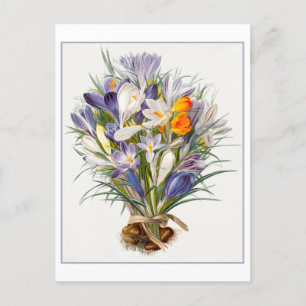 Vintage Spring Crocus Illustration Postcard